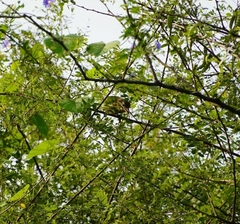 Psilopogon viridis
