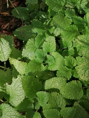 Insecta