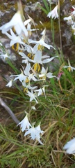 Hesperantha