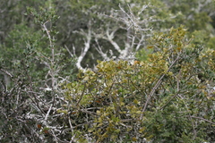 Viscum rotundifolium