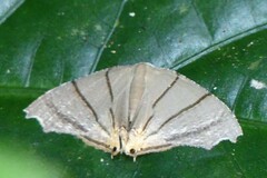 Orudiza protheclaria