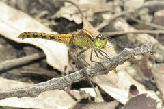 Diplacodes melanopsis