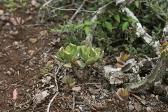 Crassula ovata