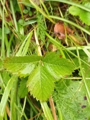 Fragaria viridis