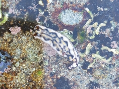 Hypselodoris jacksoni