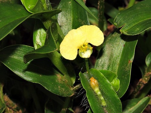 Commelina africana image