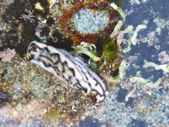 Hypselodoris jacksoni