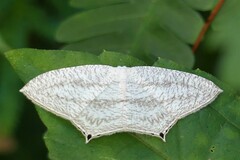 Acropteris ciniferaria