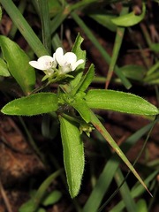 Justicia anagalloides