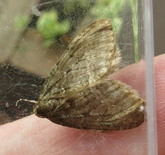 Epirrita dilutata