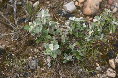 Brachylaena discolor