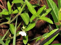 Justicia anagalloides