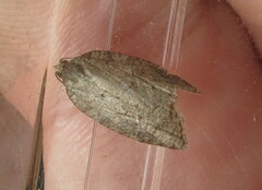 Acleris sparsana