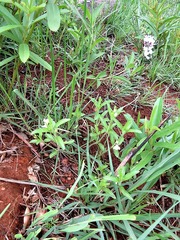 Justicia anagalloides