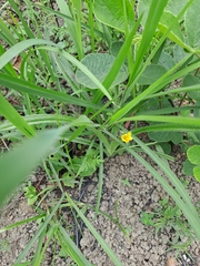 Hypoxis angustifolia