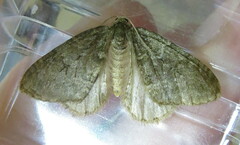 Epirrita dilutata