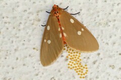 Tinolius eburneigutta