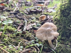 Rhodopolia