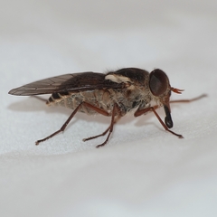 Tabanidae