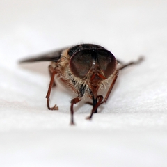 Tabanidae