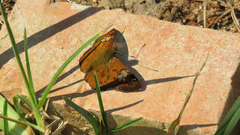 Pseudocoladenia dan