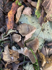 Rhodopolia
