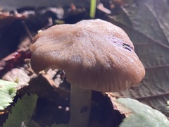 Rhodopolia