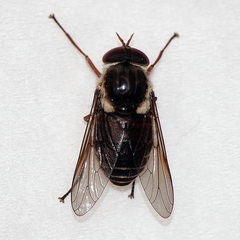 Tabanidae