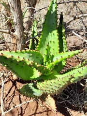 Aloe marlothii marlothii