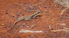 Ctenophorus isolepis