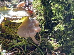 Rhodopolia
