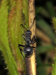 Polyrhachis schistacea
