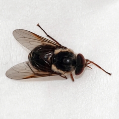 Tabanidae