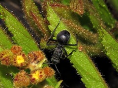 Polyrhachis schistacea