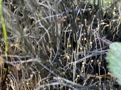 Phycomyces