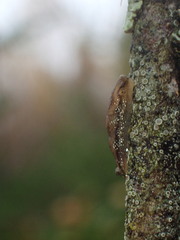Arion intermedius