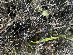 Phycomyces