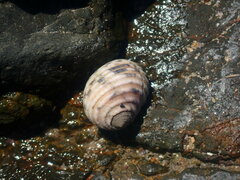 Nerita plicata