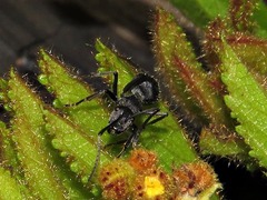 Polyrhachis schistacea