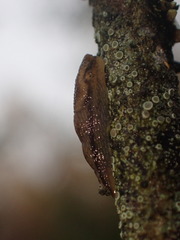 Arion intermedius