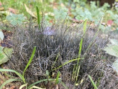 Phycomyces