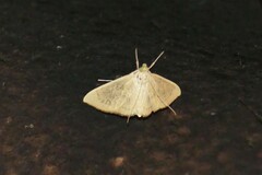 Pyraustinae