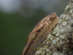 Arion intermedius