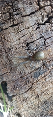 Phyxelididae
