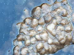 Cladiella