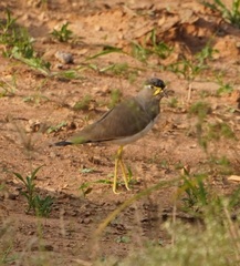 Vanellus malabaricus