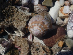 Conus coronatus
