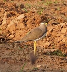 Vanellus malabaricus