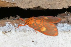 Ammatho cuneonotatus