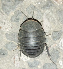 Polyphaga aegyptiaca